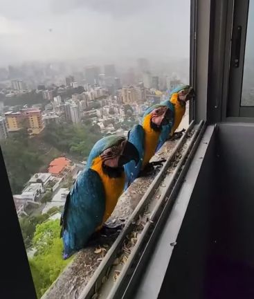 Попугаи ара пережидают дождь в Венесуэле⁠⁠
