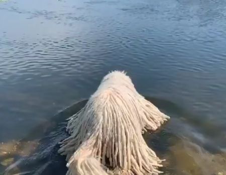 Венгерская овчарка плавает
