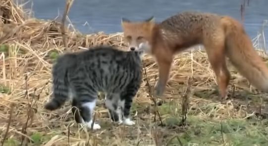 Кот против лисы