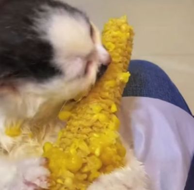 Котенок ест кукурузу