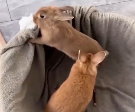 Приколы с домашними кроликами