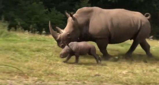 "Личинка носорога" радостно носится на прогулке с мамой