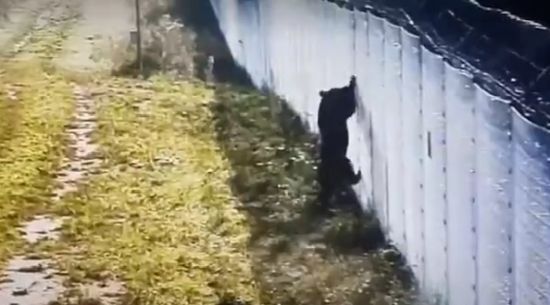 Медведь пытается перелезть через забор из колючей проволоки на границе Литвы и Белоруссии