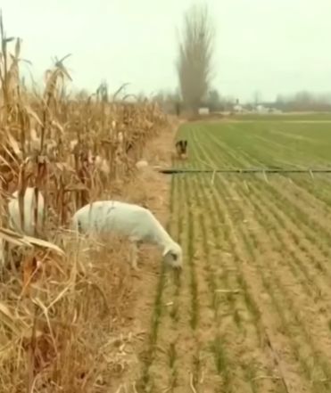 Немецкая овчарка охраняет от овец молодые растения⁠⁠