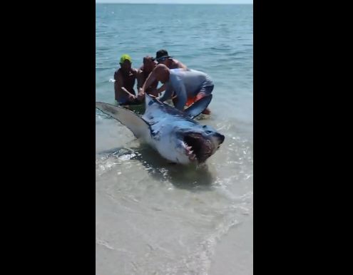 Спасли акулу