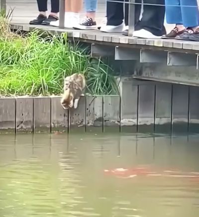 Коты - рыболовы