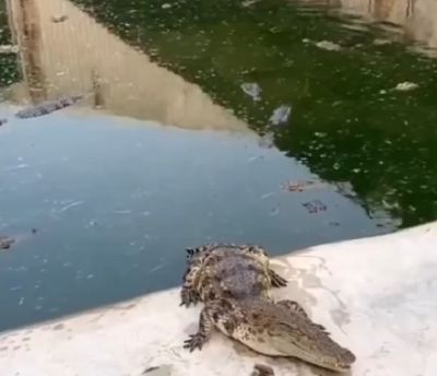Игрушечный экскаватор против крокодилов