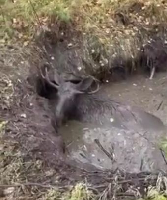 В Нижегородской области спасли лося из ямы