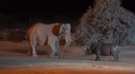 Слон против Носорога
