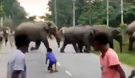 Не стоит дразнить слонов