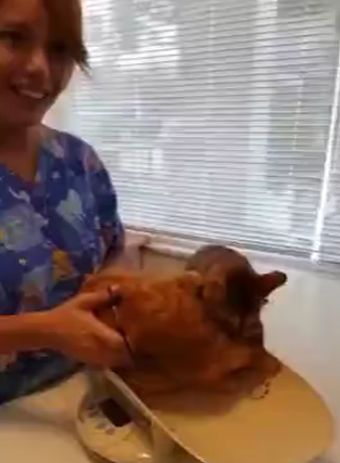 Котик спасает своего друга от ветеринара и прячет его в переноску