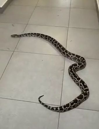 Житель Красногорска приютил у себя змею, которую выбросили в подъезде дома