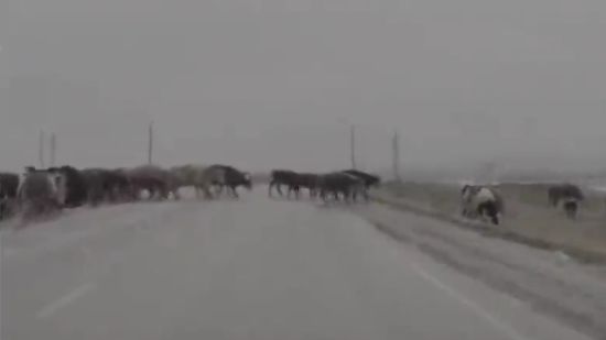 Под Магнитогорском пастухи с трудом смогли перегнать стадо через дорогу
