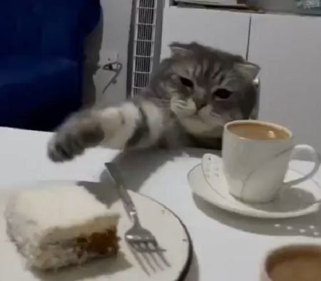 Котик пытается дотянуться до пирожного