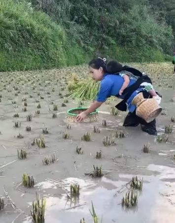 Как рыбачат на рисовых полях⁠⁠