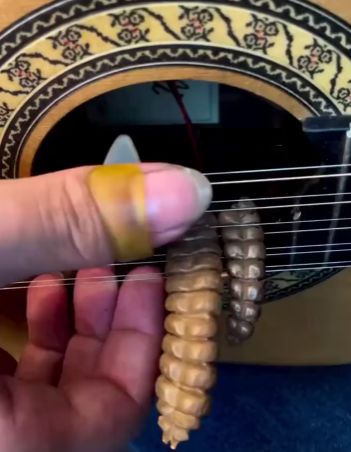 Игра на бразильской десятиструнной гитаре с хвостами гремучих змей⁠⁠