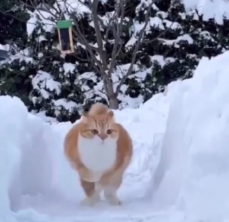 Грациозные движения кота по снегу