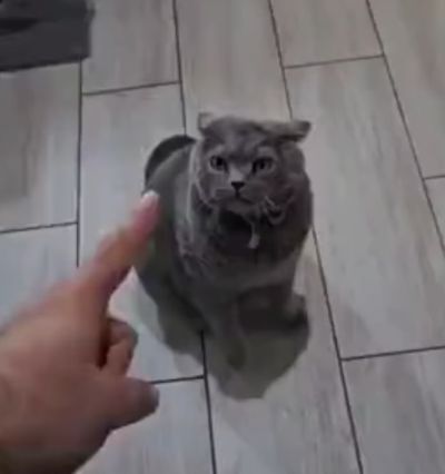 Когда кот умеет мстить⁠⁠