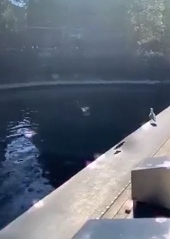 Дельфин падонаг