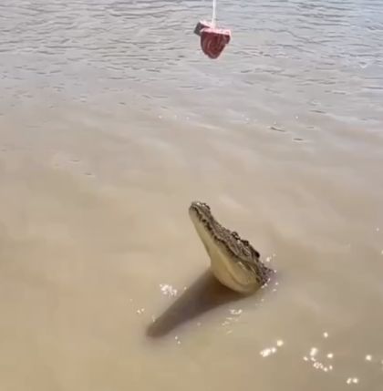Как прыгают крокодилы