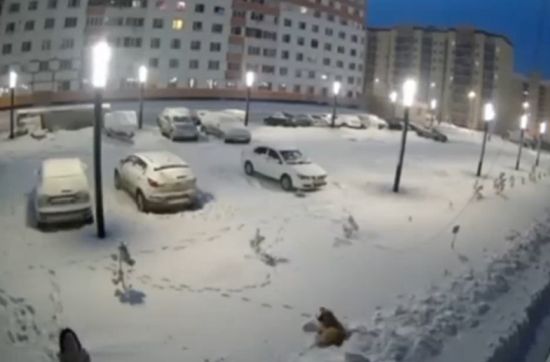 В Сибири собаки напали на девочку