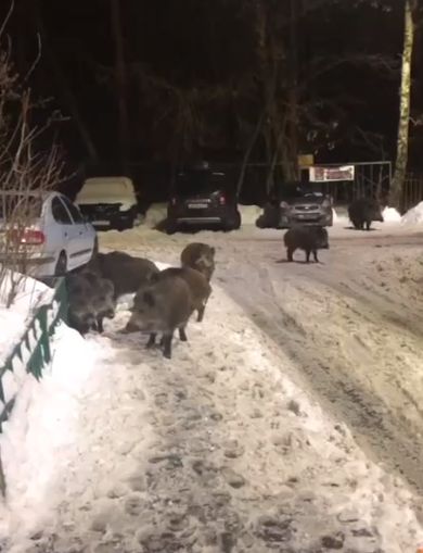 В Подмосковье шуршание пакета привлекло стадо кабанов