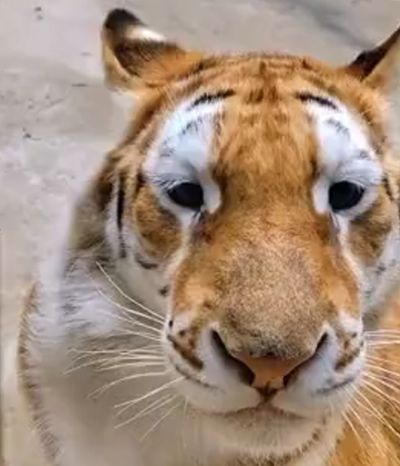 Как мяукает тигр⁠⁠