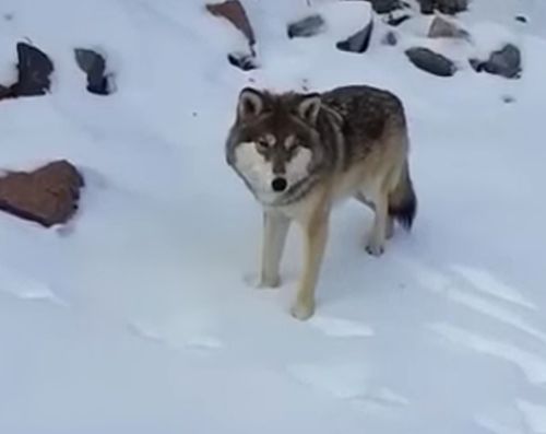 Только в России когда встречают дикого волка, люди не убегают от него а еще его кормят⁠⁠