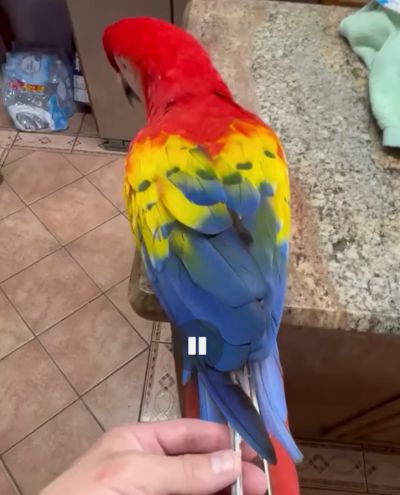 Распаковка перьев попугая⁠⁠
