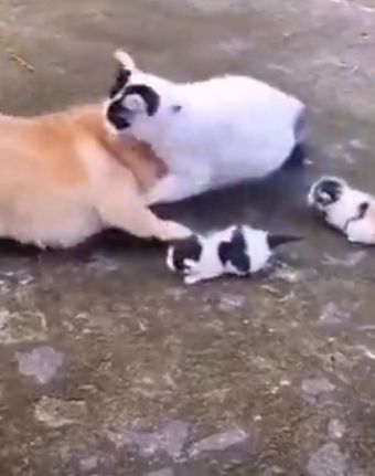 Кошка-мама защищает своих котят