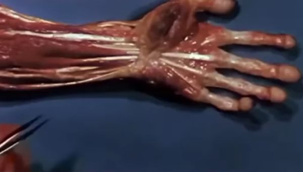 Как шевелятся наши пальчики под кожей⁠⁠