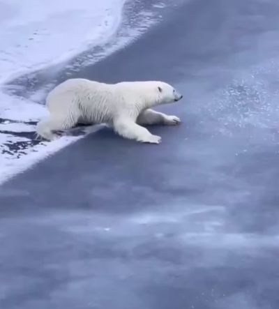 Так белые медведи передвигаются по тонкому льду⁠⁠
