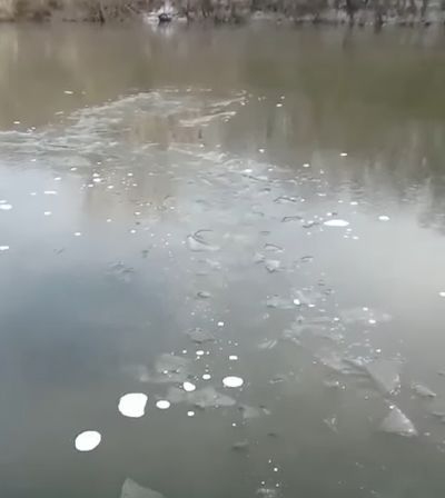 Лиса утонула и замёрзла⁠⁠