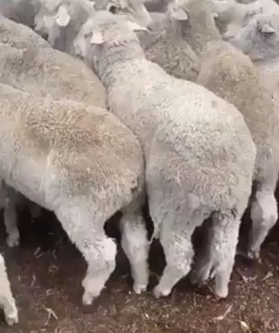 Пес легко решает проблему овечьей пробки⁠⁠