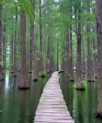 Лесной парк в китайской провинции Чжэцзян⁠⁠