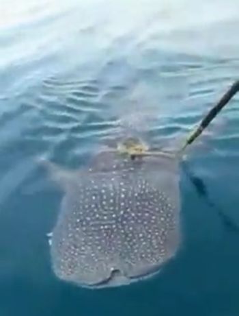 Китовая акула попросила рыбаков перерезать верёвку