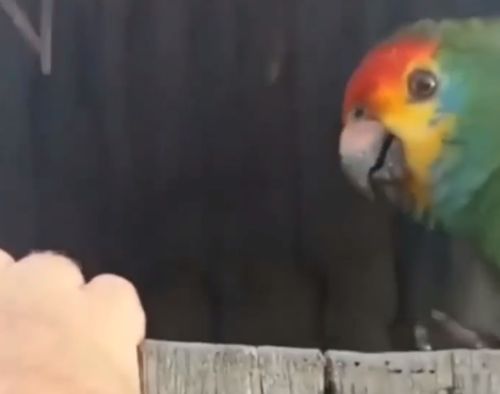 Какие-то странные у попугая птенцы