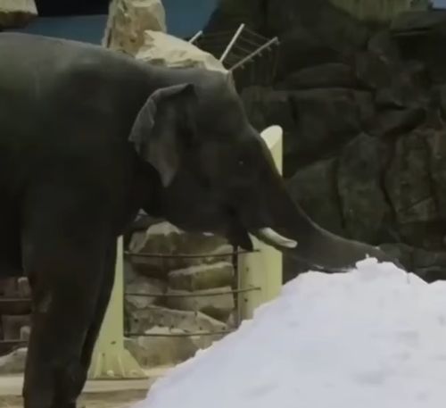 Реакция слона, который увидел снег в первый раз⁠⁠