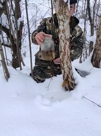 Полезные находки в лесу зимой