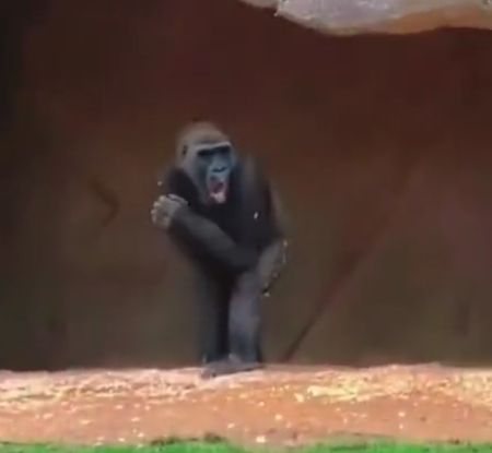 Как гориллы реагируют на холод
