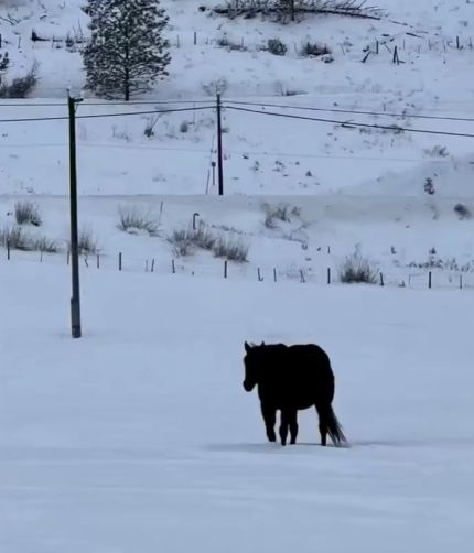 В Сети завирусилась новая оптическая иллюзия — конь в снегу⁠⁠