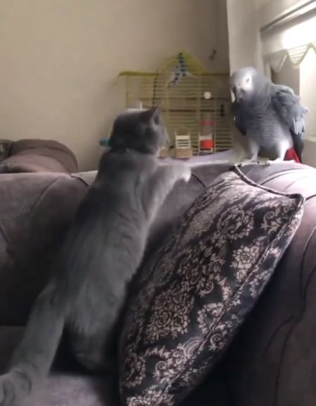 Попугай научился имитировать голос хозяина, чтобы отгонять от себя кота