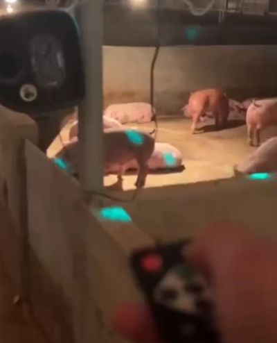 Китайский фермер организовал танцпол для своих свиней