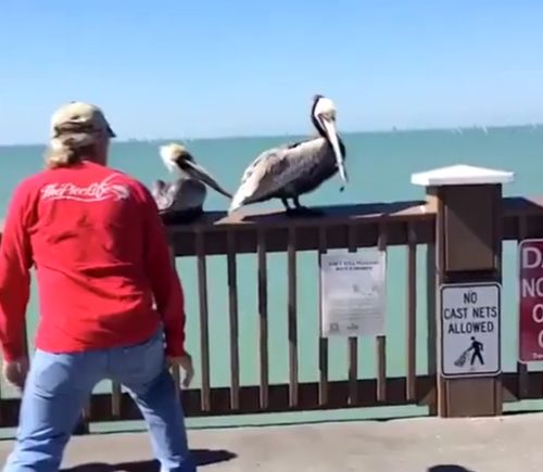 Помогли пеликану избавиться от лески⁠⁠