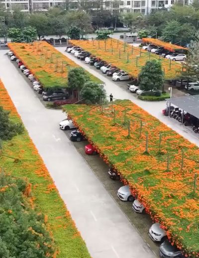 В китайском Наньнине парковки закрыты «зелеными» крышами⁠⁠