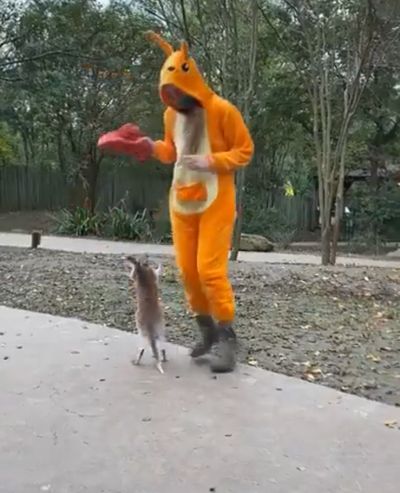 Работа в зоопарке - мама кенгуру⁠⁠