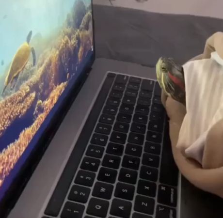 Черепаха испугалась акулы на экране ноутбука