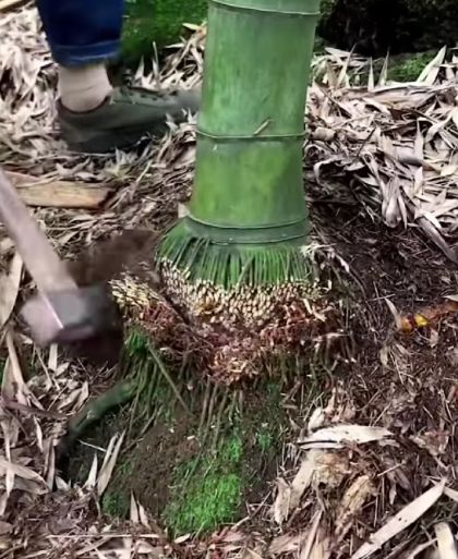 Жаба из корня бамбука