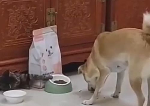 Кот украл еду у своего товарища