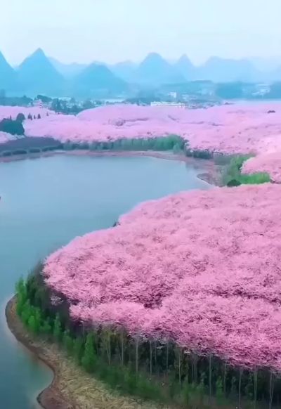 Один из крупнейших садов сакуры в мире – в районе Пинба (Гуйчжоу, Китай)⁠⁠